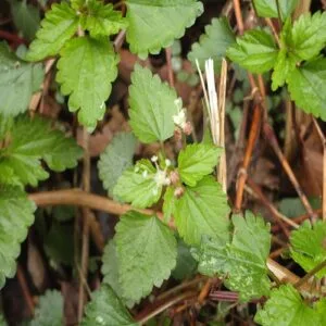 カテンソウの花