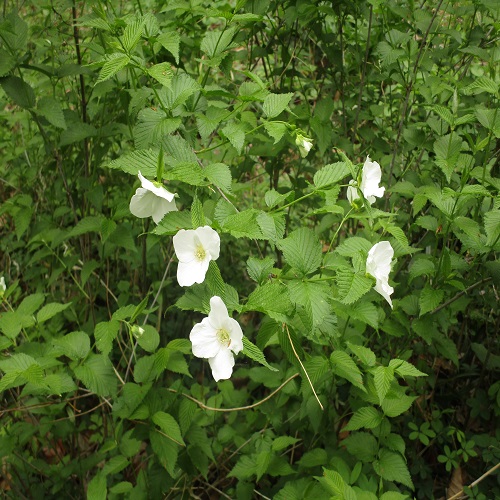 シロヤマブキの花