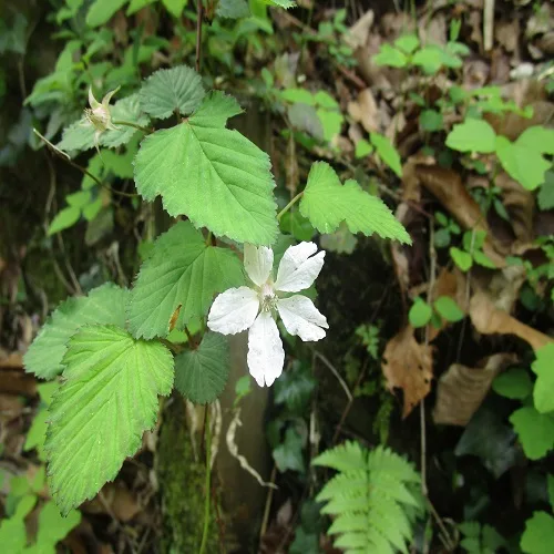 ニガイチゴの花
