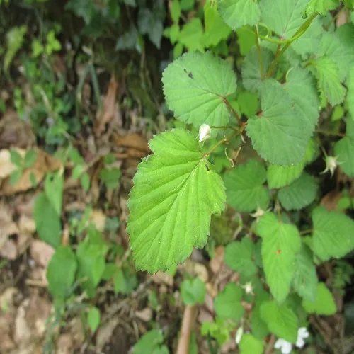 ニガイチゴの葉