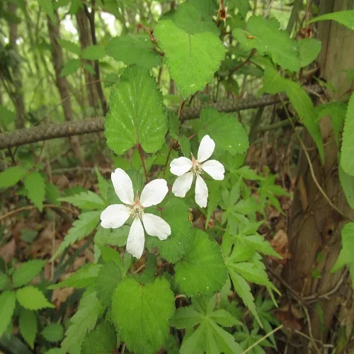 ニガイチゴの花