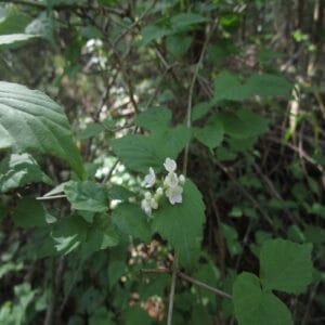 オトコヨウゾメの花
