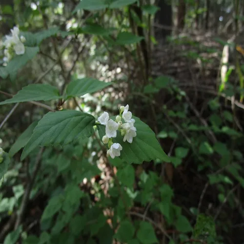 オトコヨウゾメの花