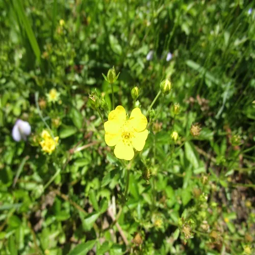 オヘビイチゴの花