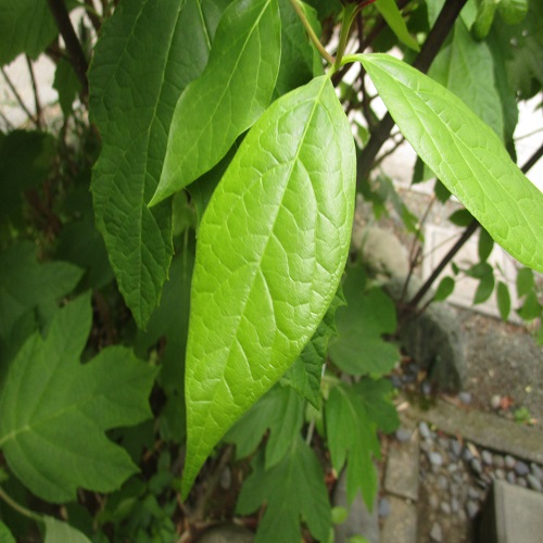 クロバナロウバイの葉
