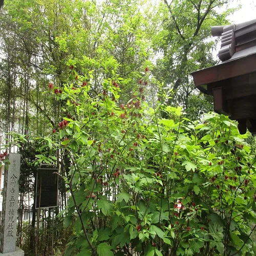 クロバナロウバイの木の全体像