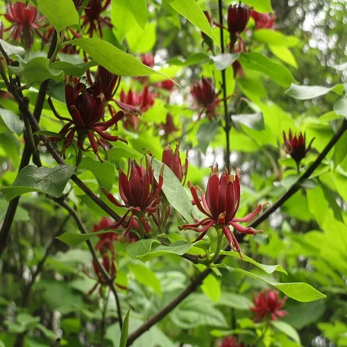 クロバナロウバイの花