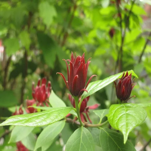 クロバナロウバイの花