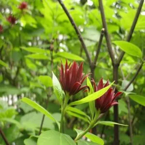 クロバナロウバイの花