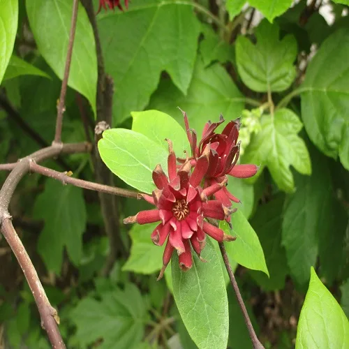 クロバナロウバイの花