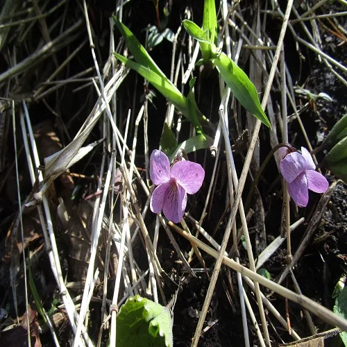 アケボノスミレ