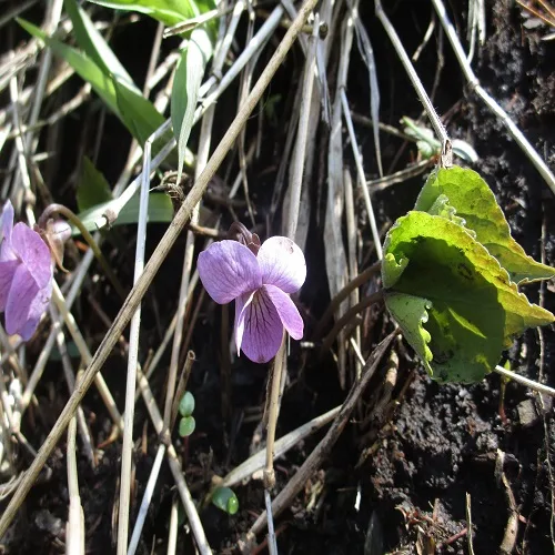 アケボノスミレの花