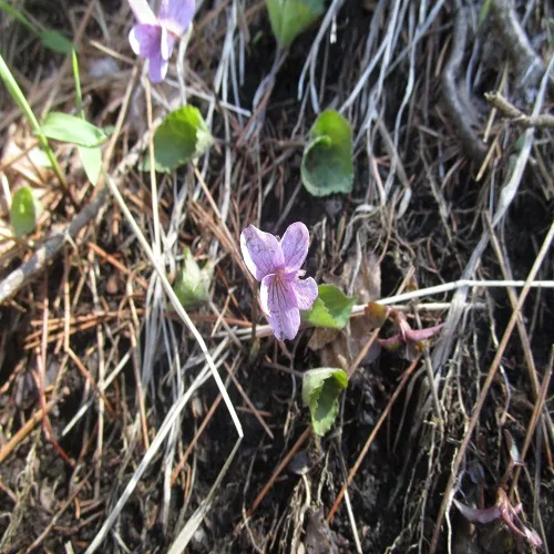 アケボノスミレの花