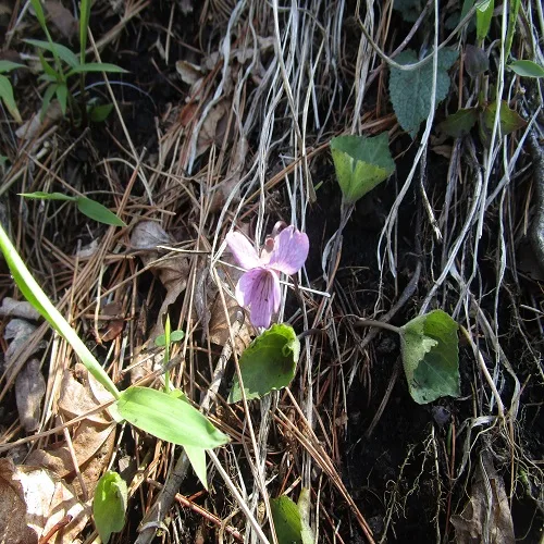 アケボノスミレの花