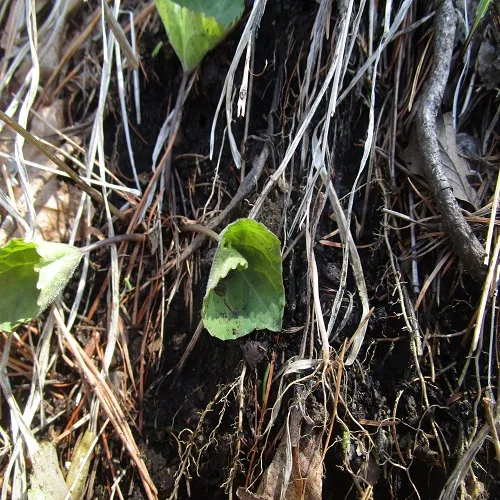 アケボノスミレの葉