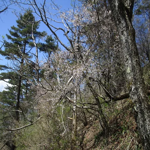 マメザクラの木の全体像