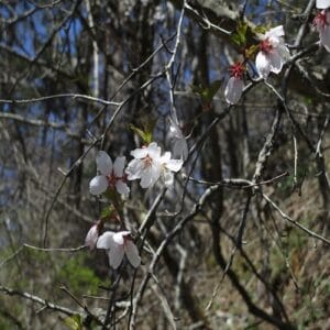 マメザクラの花