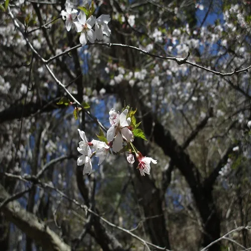 マメザクラの花