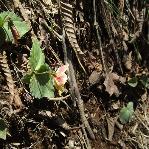 キスミレの花びらの外側