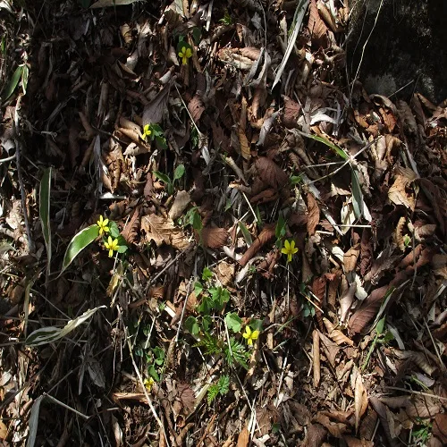 キスミレの花の群落