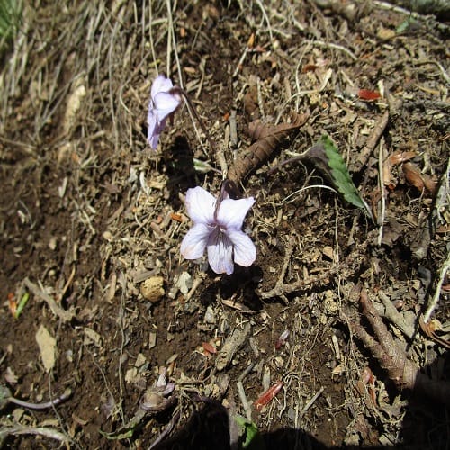 ナガバノアケボノスミレ