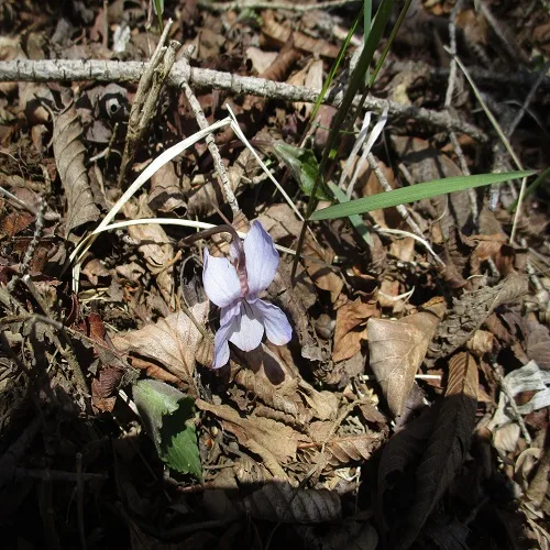 ナガバノアケボノスミレの花