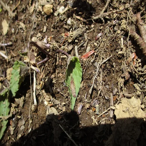 ナガバノアケボノスミレの葉