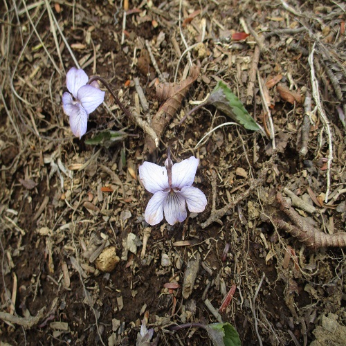 ナガバノアケボノスミレの花