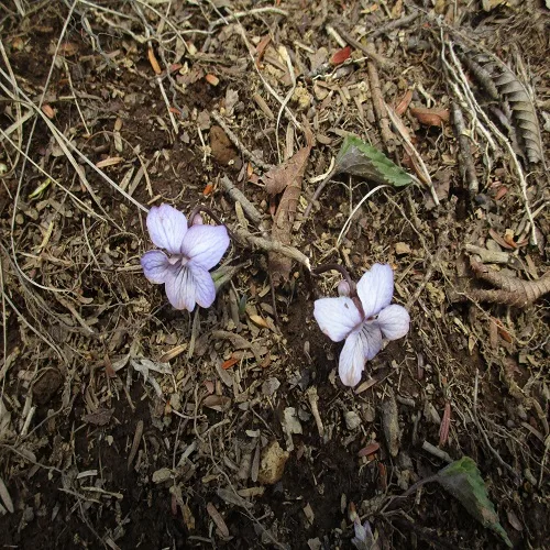 ナガバノアケボノスミレの花