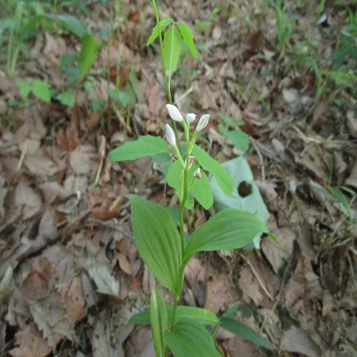 ヤビツギンランの花