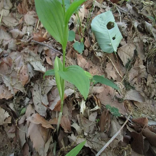 ヤビツギンランの葉