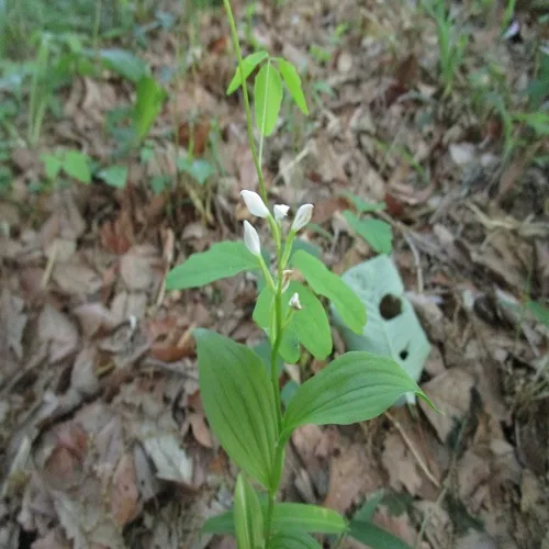 ヤビツギンランの花