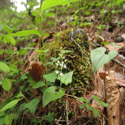マイヅルソウの花