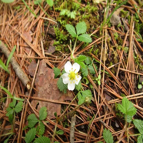 シロバナノヘビイチゴの花