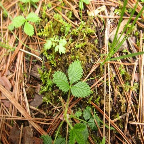 シロバナノヘビイチゴの葉