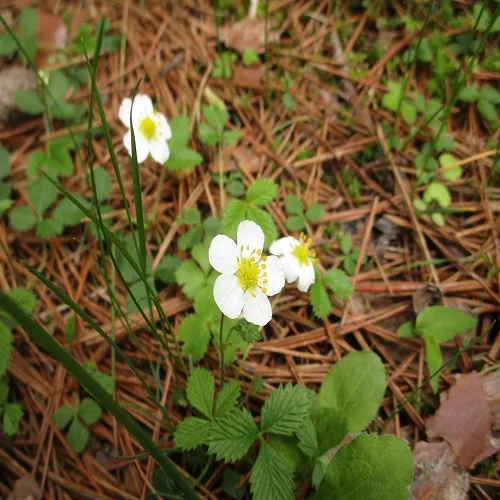 シロバナノヘビイチゴの花