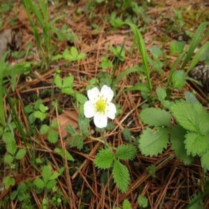 シロバナヘビイチゴの花