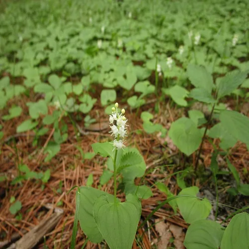 マイヅルソウの花