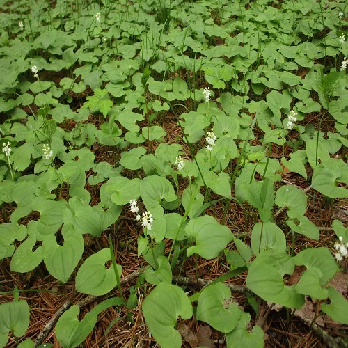 マイヅルソウの花の群落