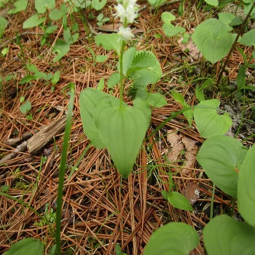 マイヅルソウの葉