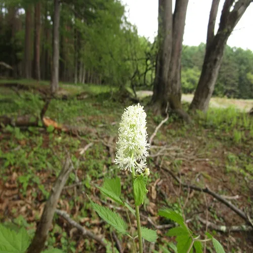 ルイヨウショウマ
