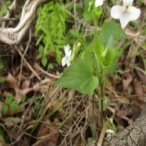 ヒメスミレサイシンの葉