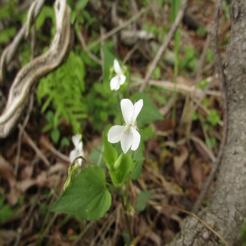 ヒメスミレサイシンの花