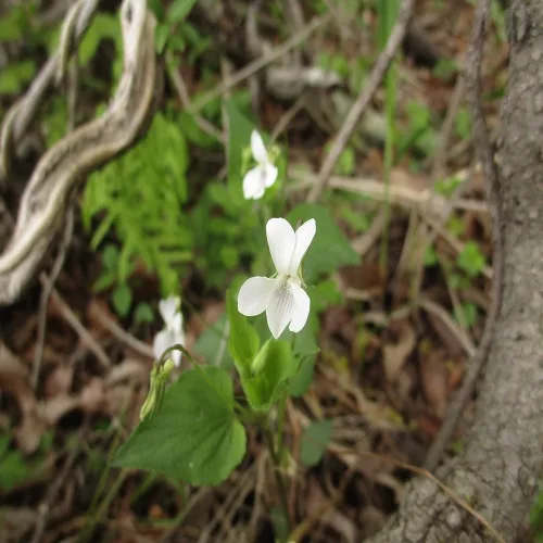 ヒメスミレサイシンの花