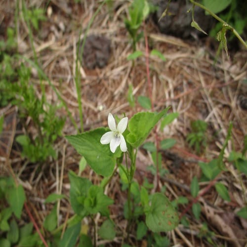 ヒメスミレサイシンの花