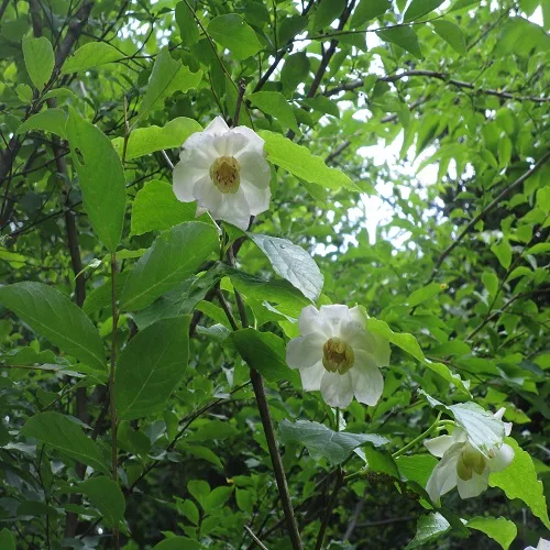 ナツロウバイの花