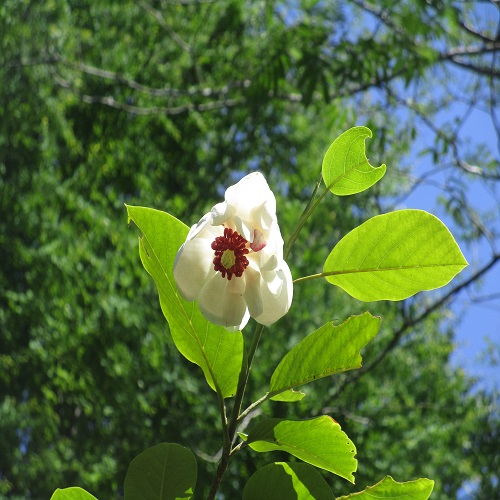 オオバオオヤマレンゲの花