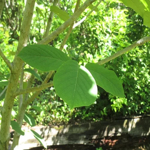 オオバオオヤマレンゲの葉