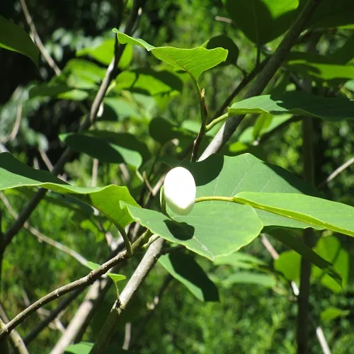 オオバオオヤマレンゲのつぼみ