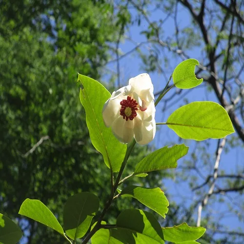 オオバオオヤマレンゲの花